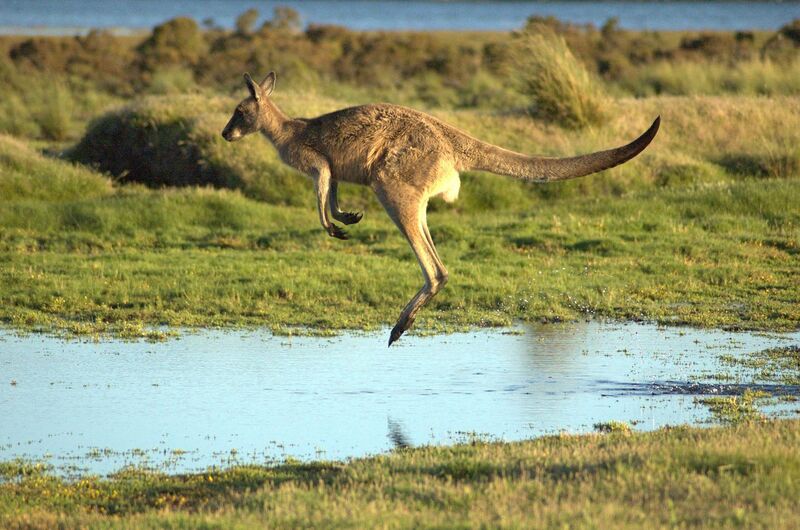 Bestand:Flying-kangaroo.jpg