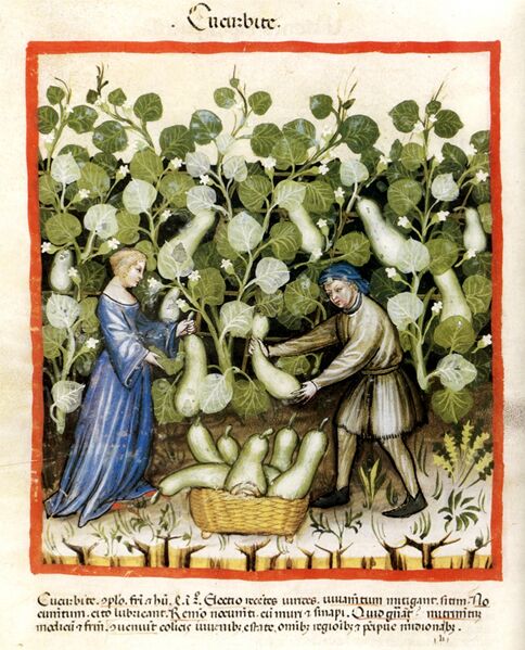 Bestand:Tacuin Courge11.jpg