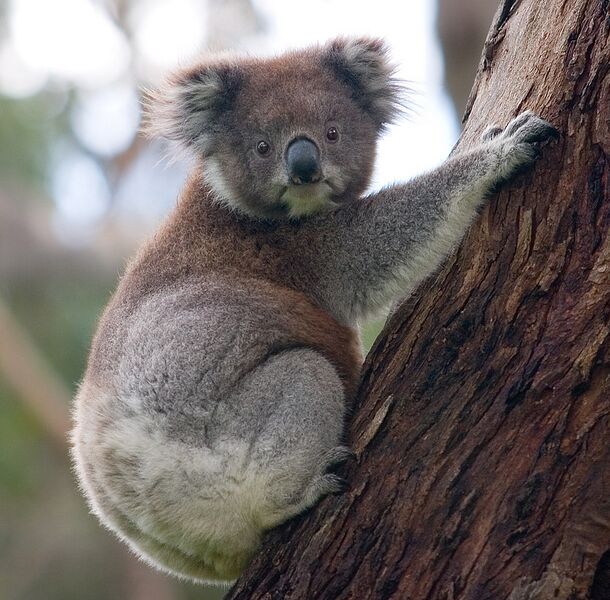 Bestand:Koala climbing tree.jpg