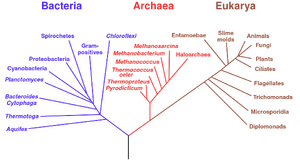 Phylogenetic tree.svg