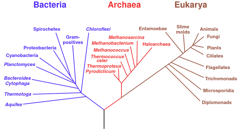 Bestand:Phylogenetic tree.svg